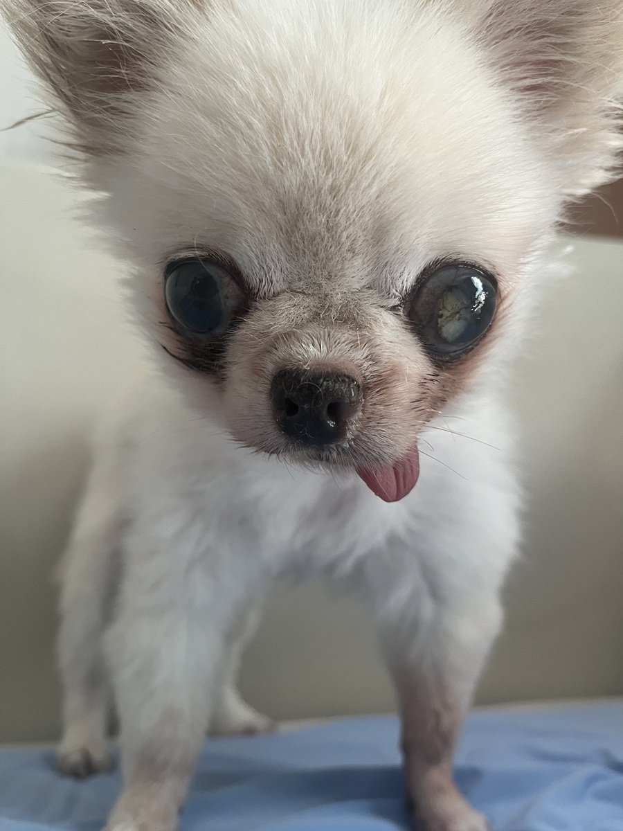 eafed6821897774f5ebb442e28c2c72e_1755410792_7286.jpg eafed6821897774f5ebb442e28c2c72e_1755410792_7286.jpg