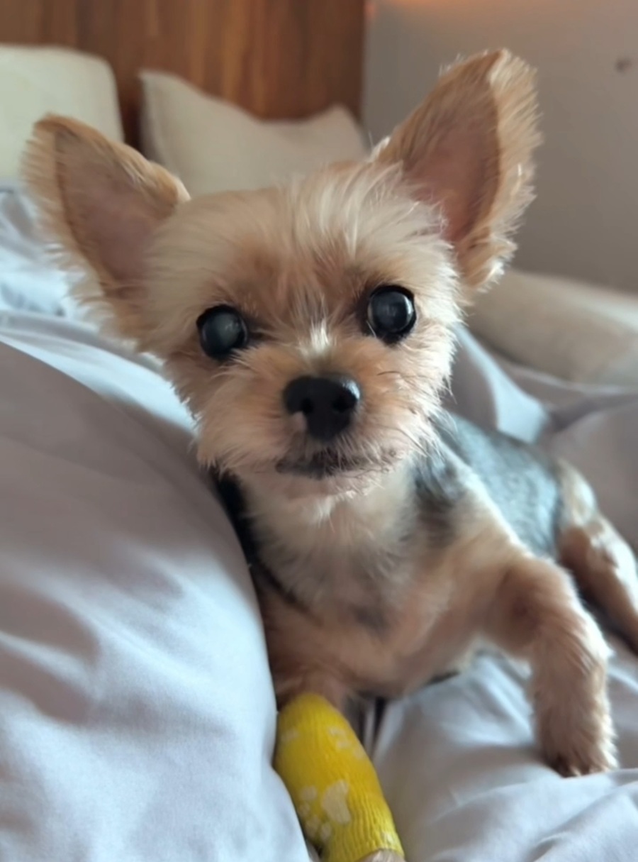 07b91fec8d0aa40ad8f20f4c79696f3c_1758509318_4141.jpg 07b91fec8d0aa40ad8f20f4c79696f3c_1758509318_4141.jpg