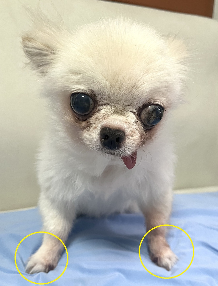 0a139907c0cab992b95db4caf806563c_1758182146_1156.jpg 0a139907c0cab992b95db4caf806563c_1758182146_1156.jpg