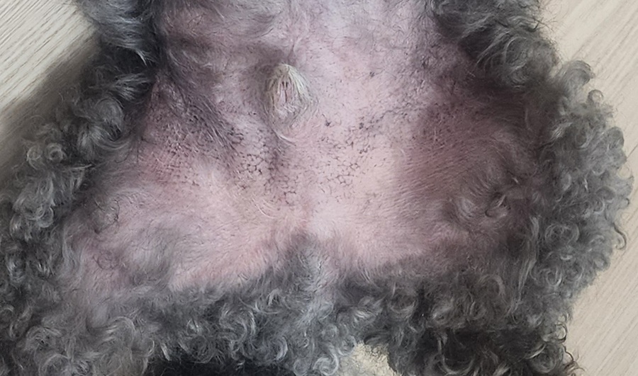 3656e0aad3f224fe078b0df266a1a0ec_1759228813_2851.jpg 3656e0aad3f224fe078b0df266a1a0ec_1759228813_2851.jpg