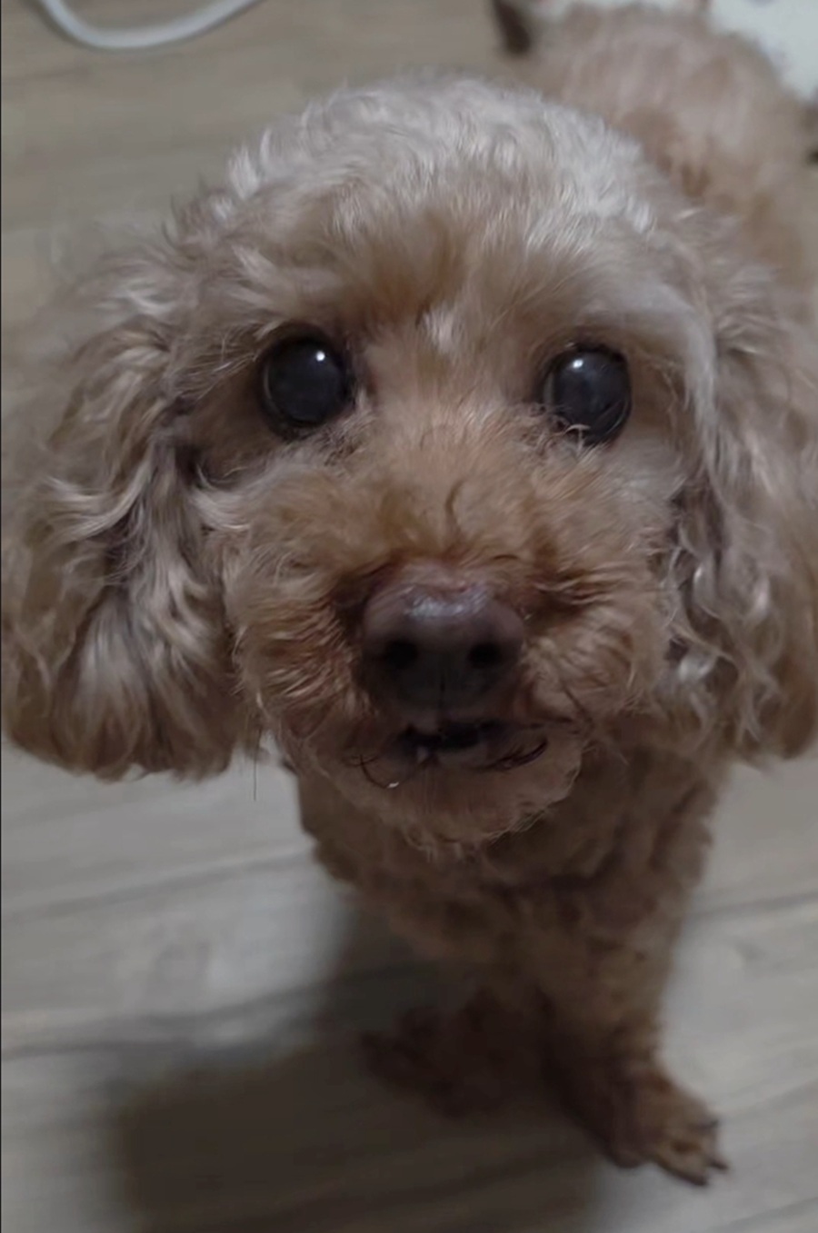 44320c56595f65071707f345043c8769_1758406694_4982.jpg 44320c56595f65071707f345043c8769_1758406694_4982.jpg