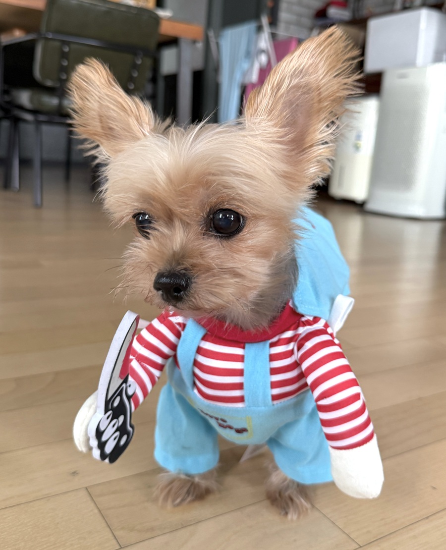 496267999e41a09a60709326729d42ff_1759679094_4929.jpg 496267999e41a09a60709326729d42ff_1759679094_4929.jpg