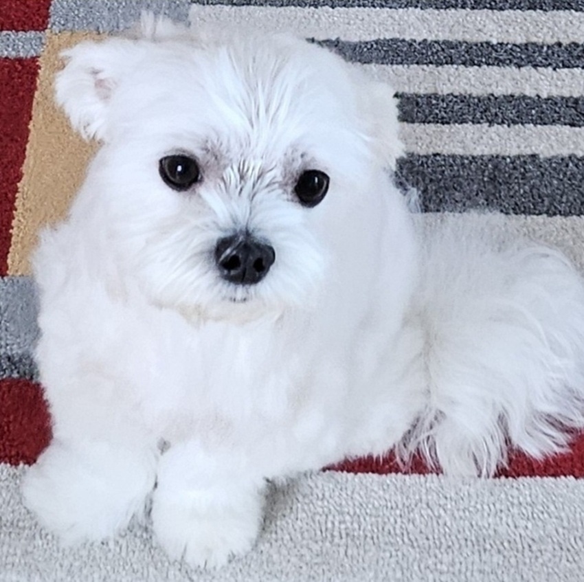 68864f303be2299736f3959a0644436b_1760592034_171.jpg 68864f303be2299736f3959a0644436b_1760592034_171.jpg