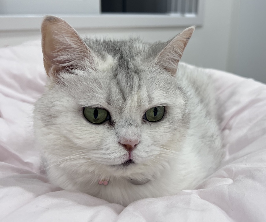 74a1d0029d5b359b0ddcf42a288321d7_1759797726_9659.jpg 74a1d0029d5b359b0ddcf42a288321d7_1759797726_9659.jpg