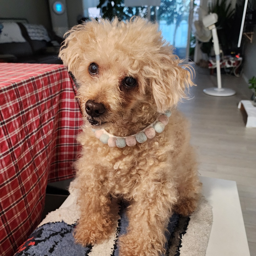 4923642fd47e65fac8b068cef4d37588_1771971608_1263.jpg 4923642fd47e65fac8b068cef4d37588_1771971608_1263.jpg