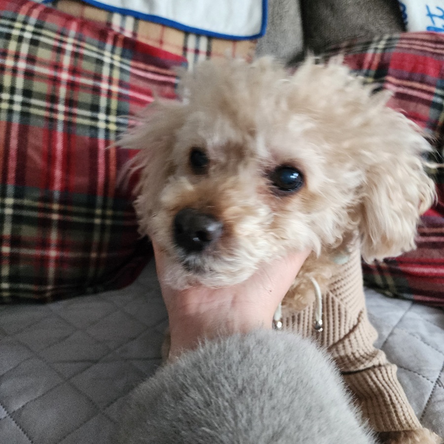 4923642fd47e65fac8b068cef4d37588_1771973312_1525.jpg 4923642fd47e65fac8b068cef4d37588_1771973312_1525.jpg